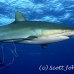shark_silky_far_jar_h_0245_cub1525.jpg